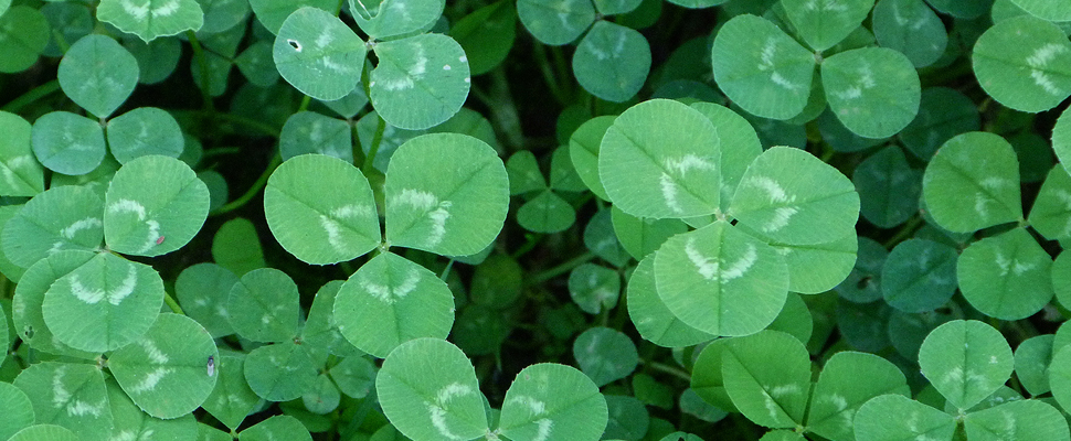 shamrock.jpg shamrock.jpg