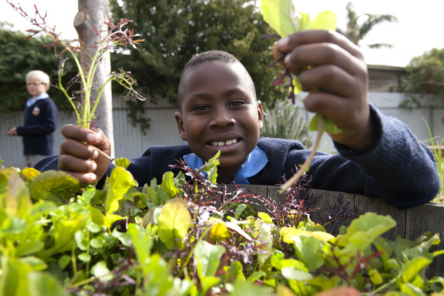 Boy picking lettuce 